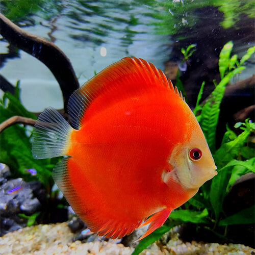 Red Golden Diamond