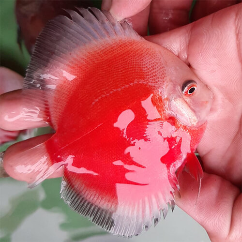 Red Valentine