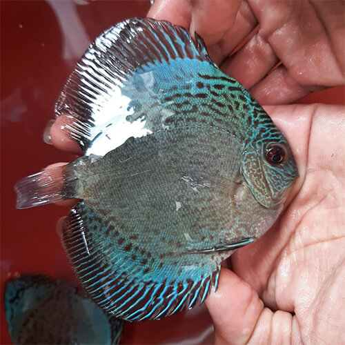 Blue Scorpion Snakeskin